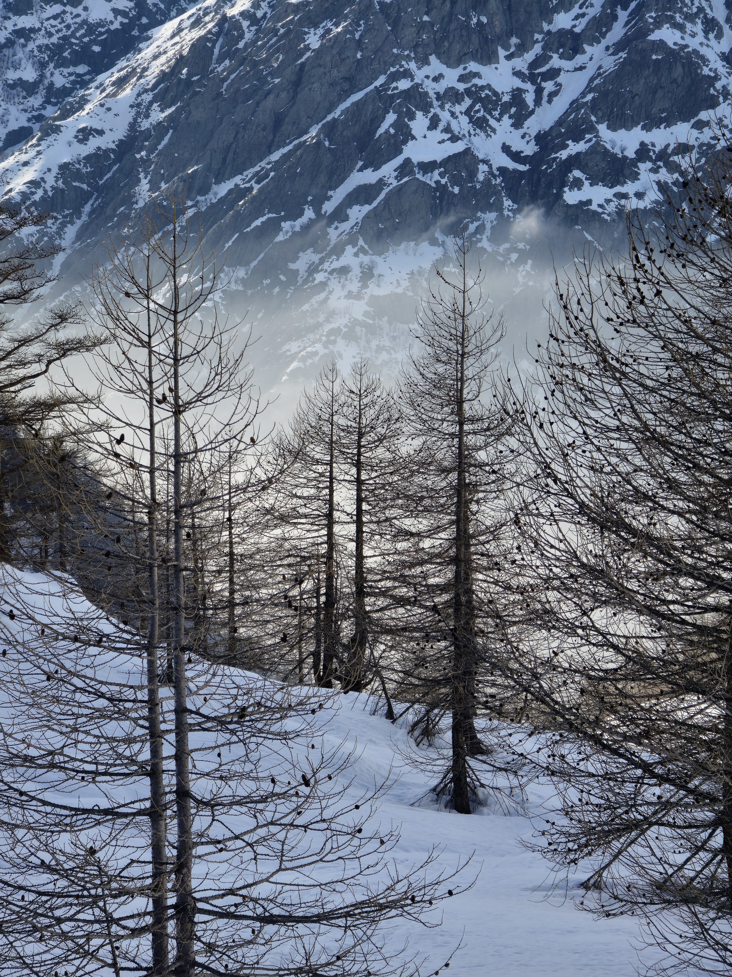 mélèzes dénudés sur fond de montagne enneigée, massif de l'Argentera