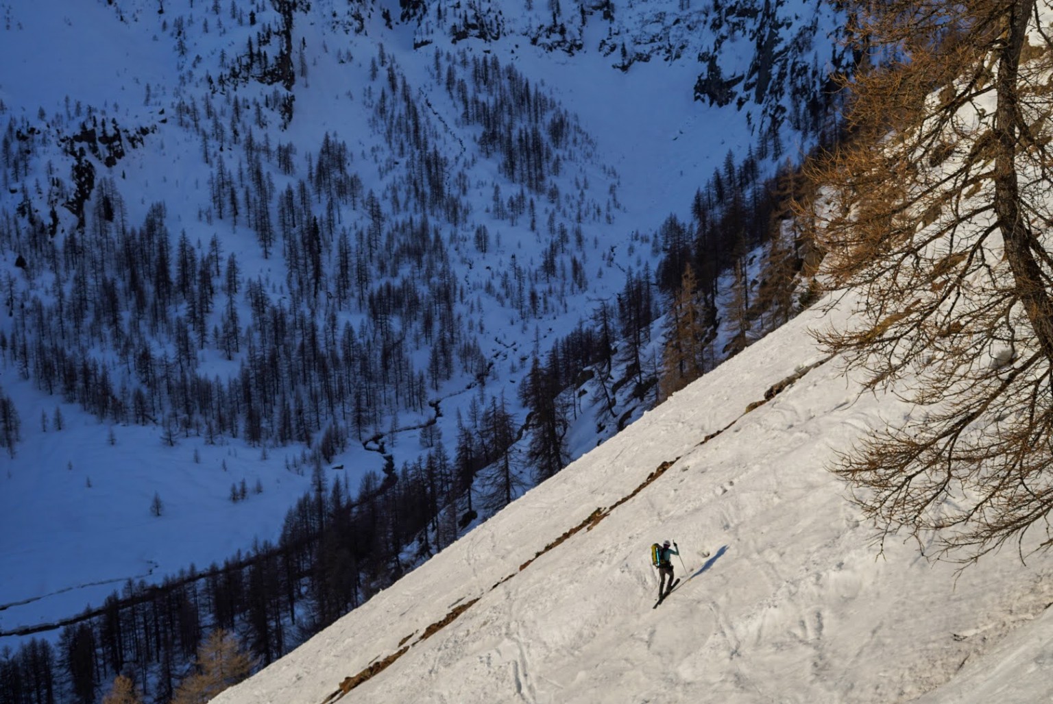 Ski de randonnée parmi les mélèzes, massif du Mercantour