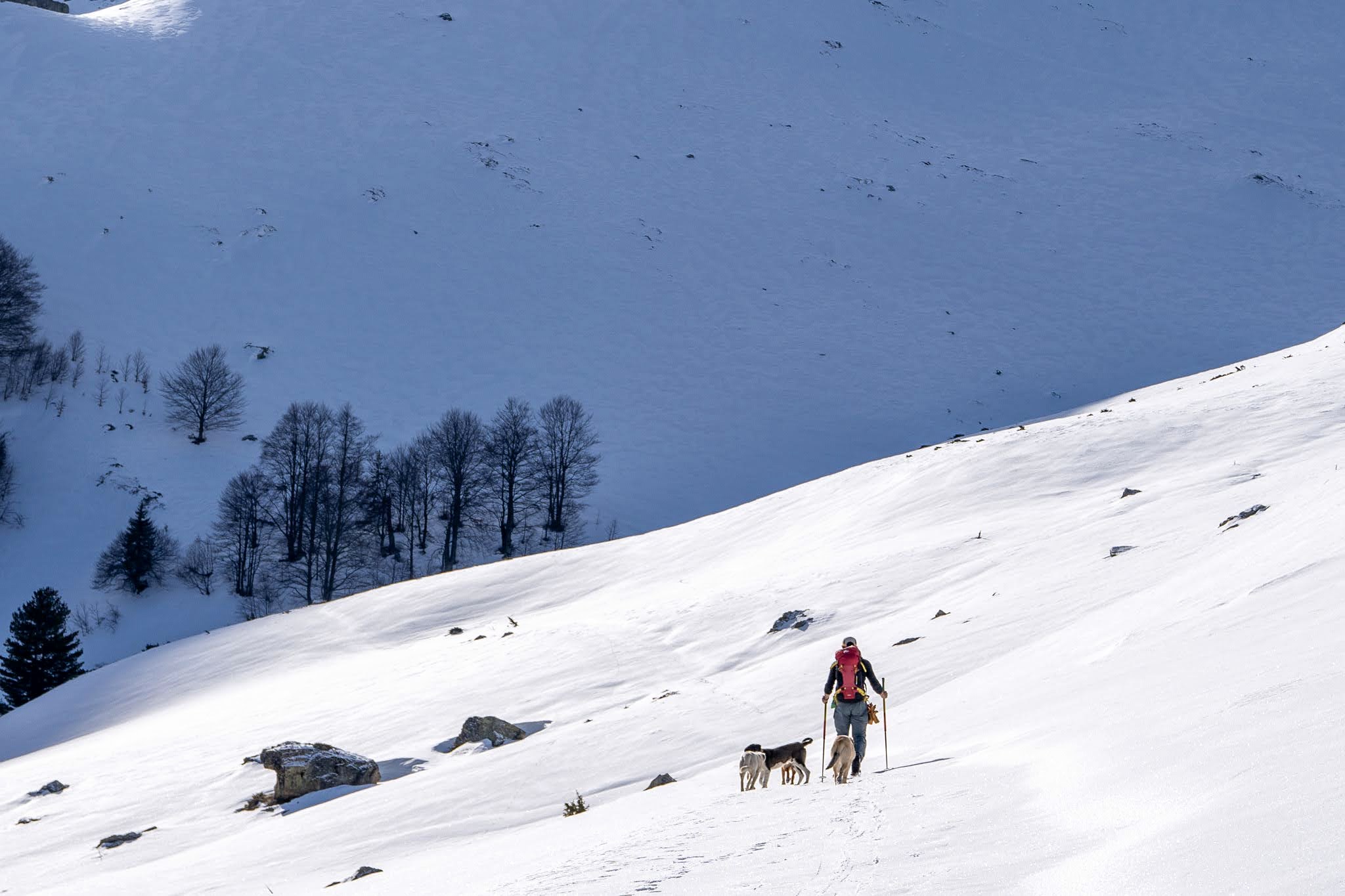 Skieurs avançant sur une pente bordée d’arbres, secteur de Prevalla, parc national des monts Šar, pendant une traversée à ski du Kosovo.