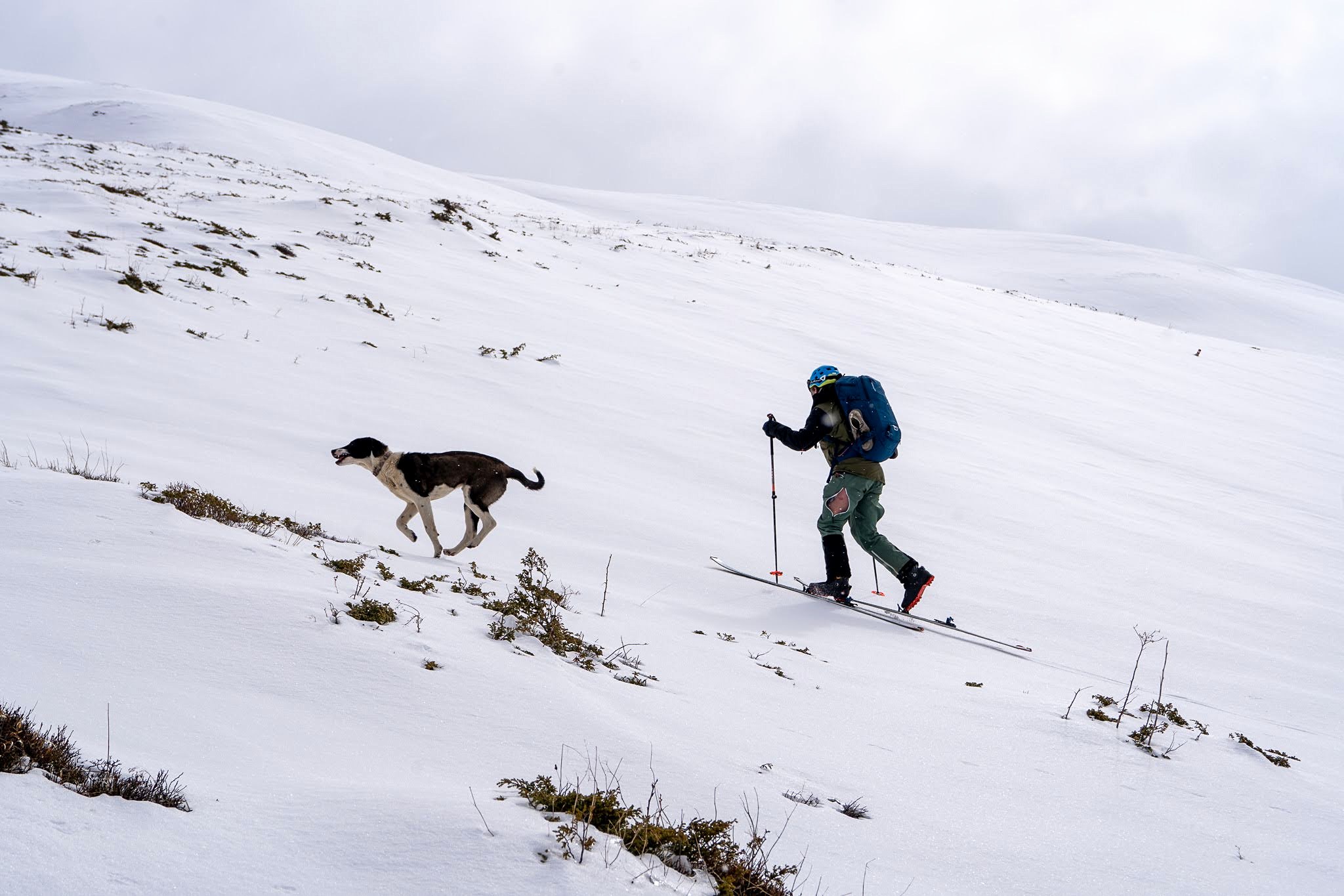 Skieur progressant dans la neige avec deux chiens, secteur occidental du parc national des monts Šar, pendant une traversée à ski du Kosovo.