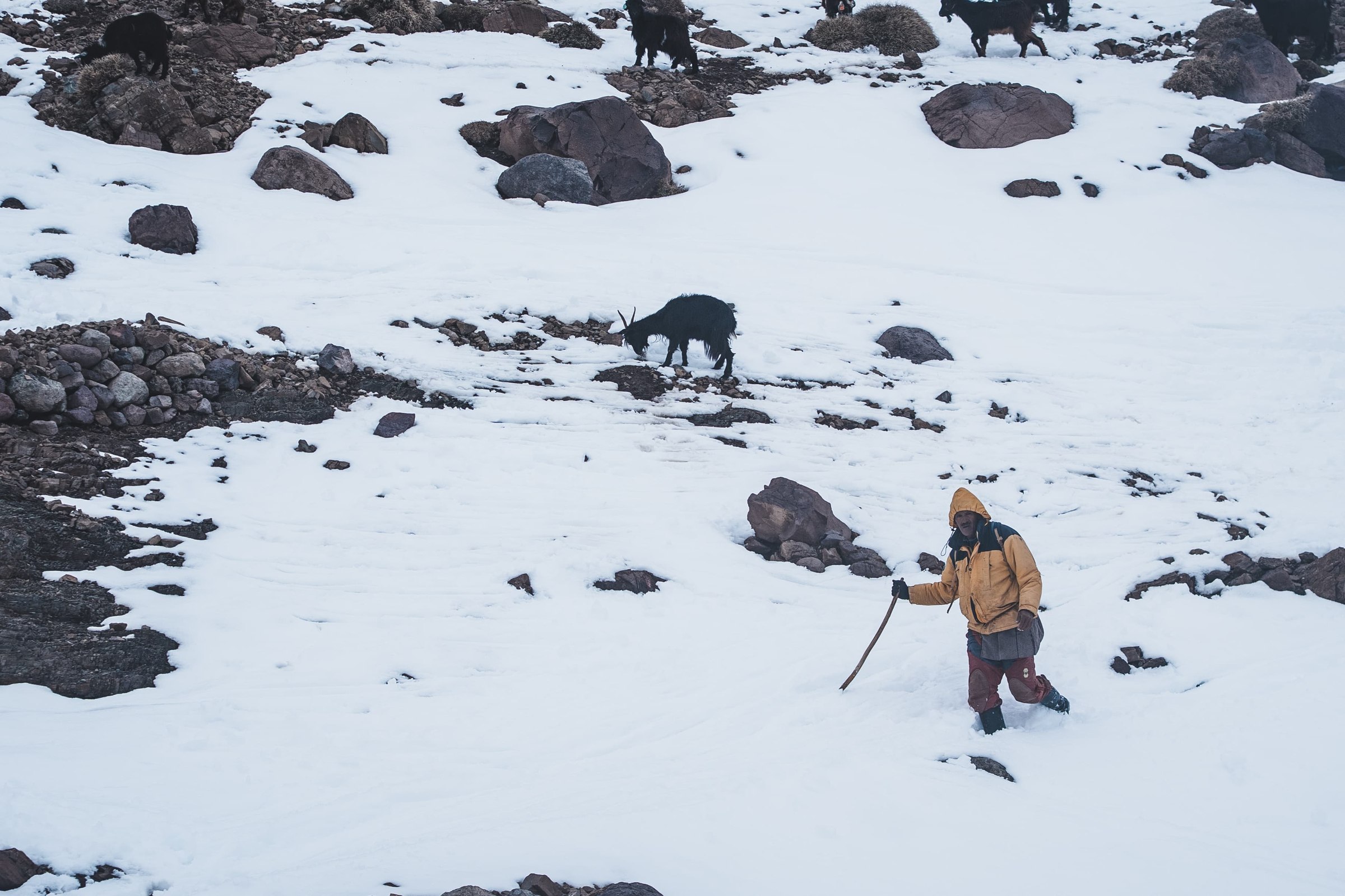 Groupe a ski dans la vallee dans le massif du Toubkal, Haut Atlas marocain