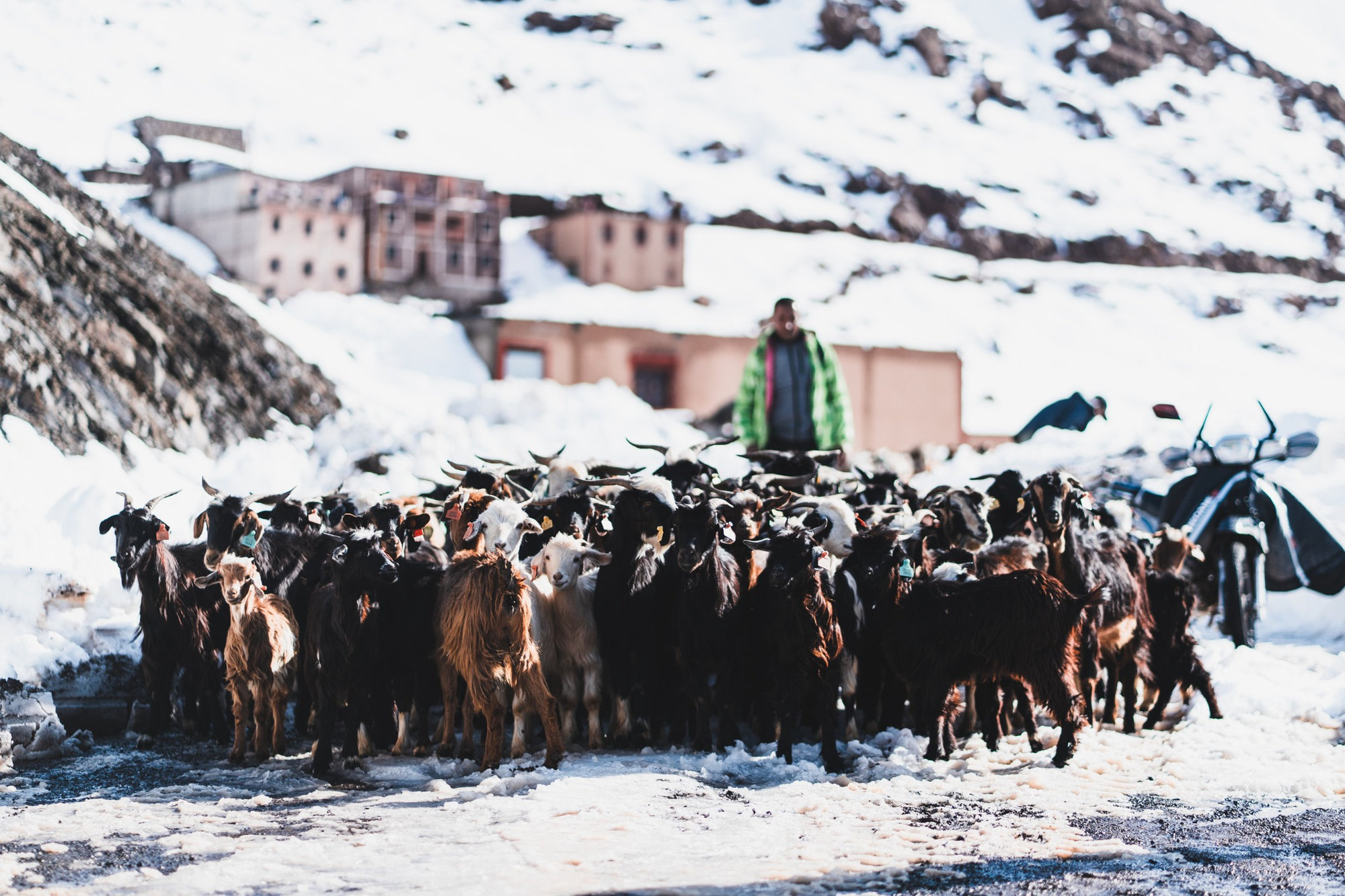 Troupeau de chèvres devant un village enneigé, Haut Atlas marocain