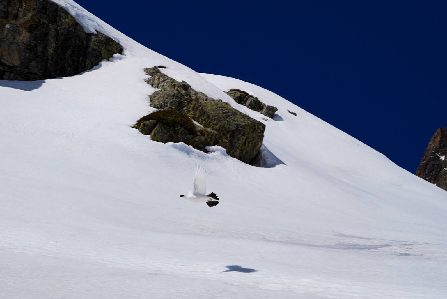 Lagopède dans la neige entre Argentera et Mercantour